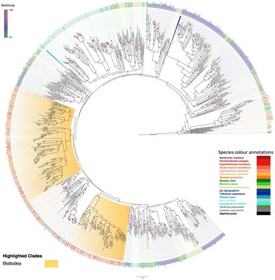 Conserved orthology in termite chemosensory gene families